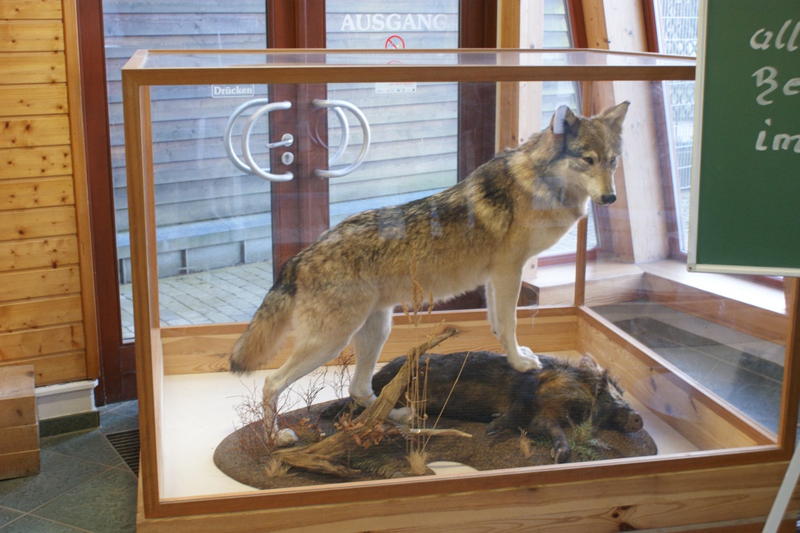 Wolf hinter Glas im Kassenbereich